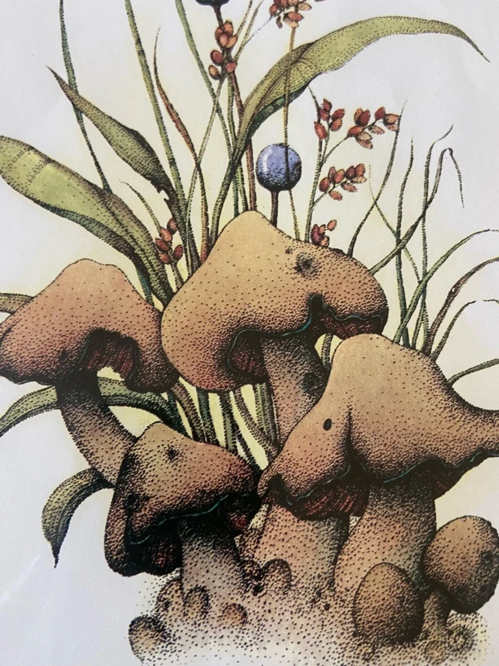Vintage Framed Botanical Mushroom Print - 11 in x 14 in
